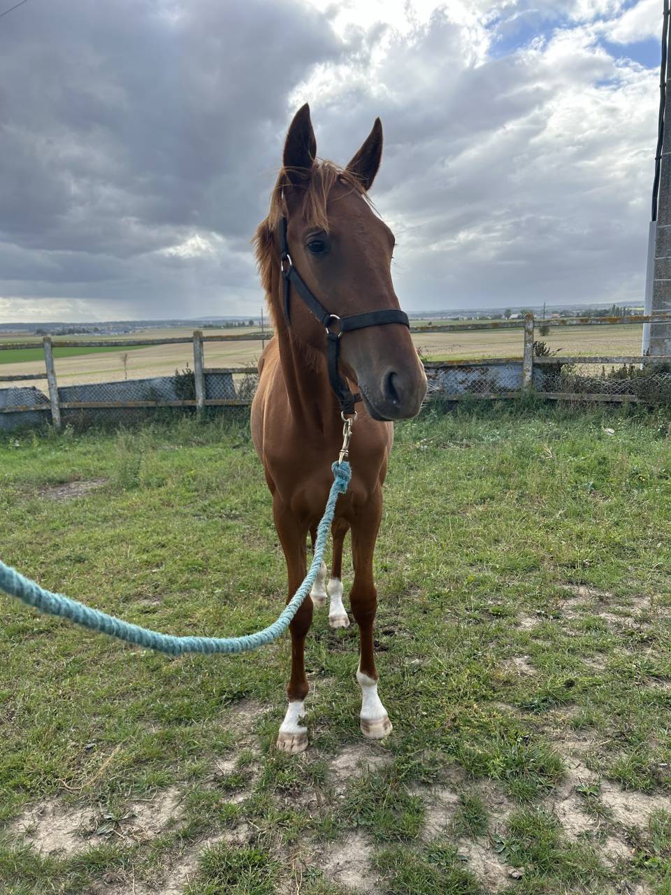 À vendre – Pouliche Trotteur Français plein papier