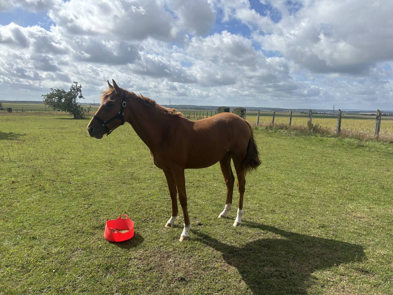 À vendre – Pouliche Trotteur Français plein papier