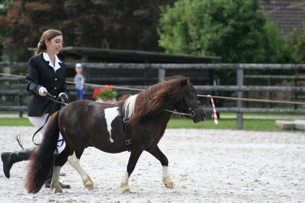 Etalon mini-shetland PP pie smoky black porteur mushroo