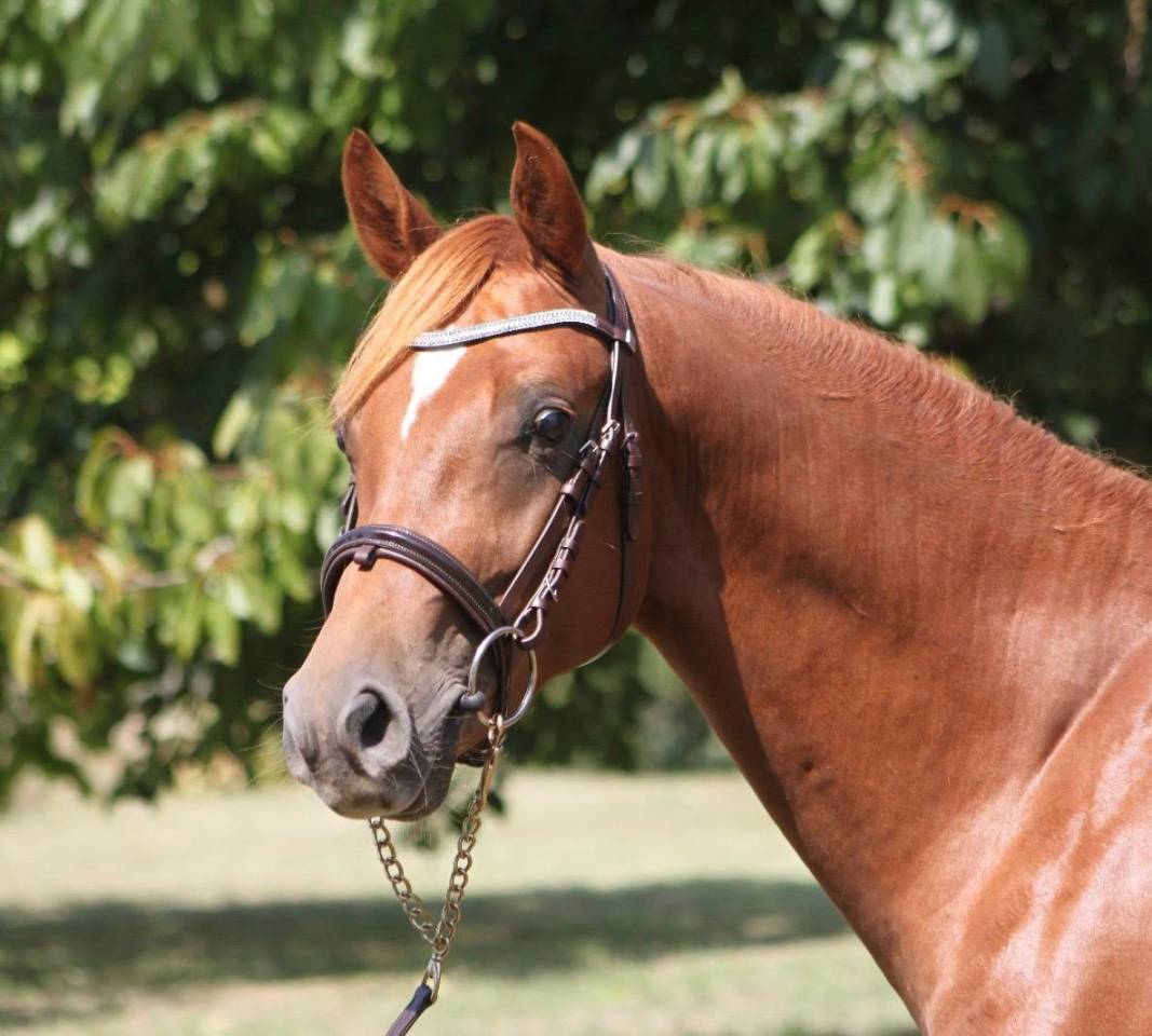 Male PFS 2 ans par Jogry d'odival 
