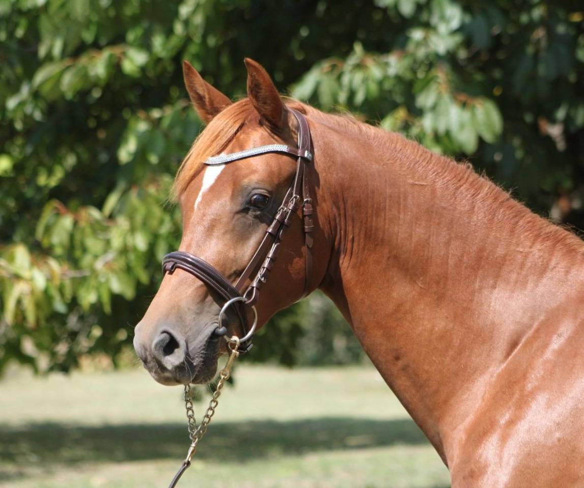 Male PFS 2 ans par Jogry d'odival 