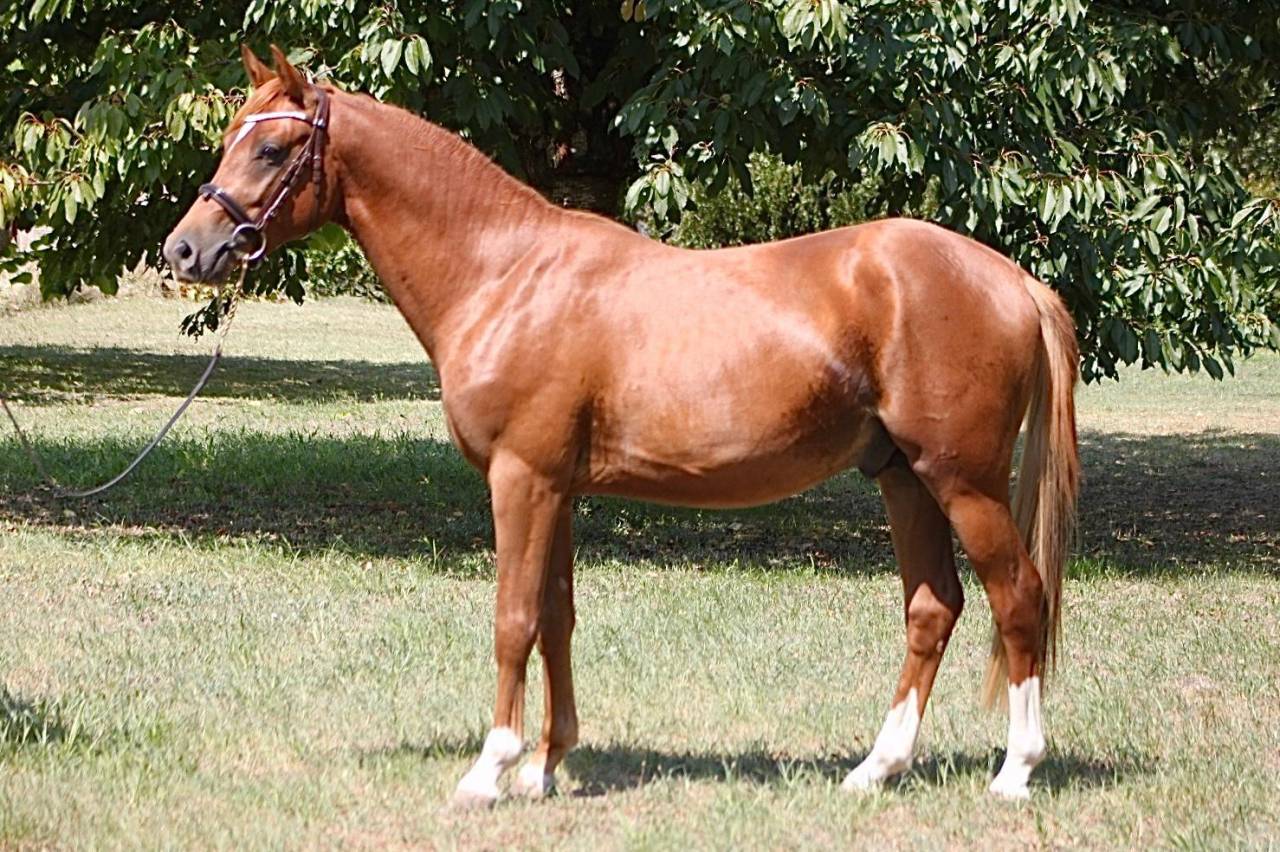 Male PFS 2 ans par Jogry d'odival 