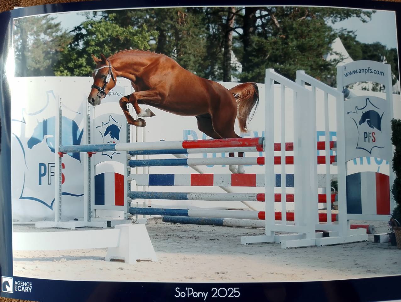 Male PFS 2 ans par Jogry d'odival 