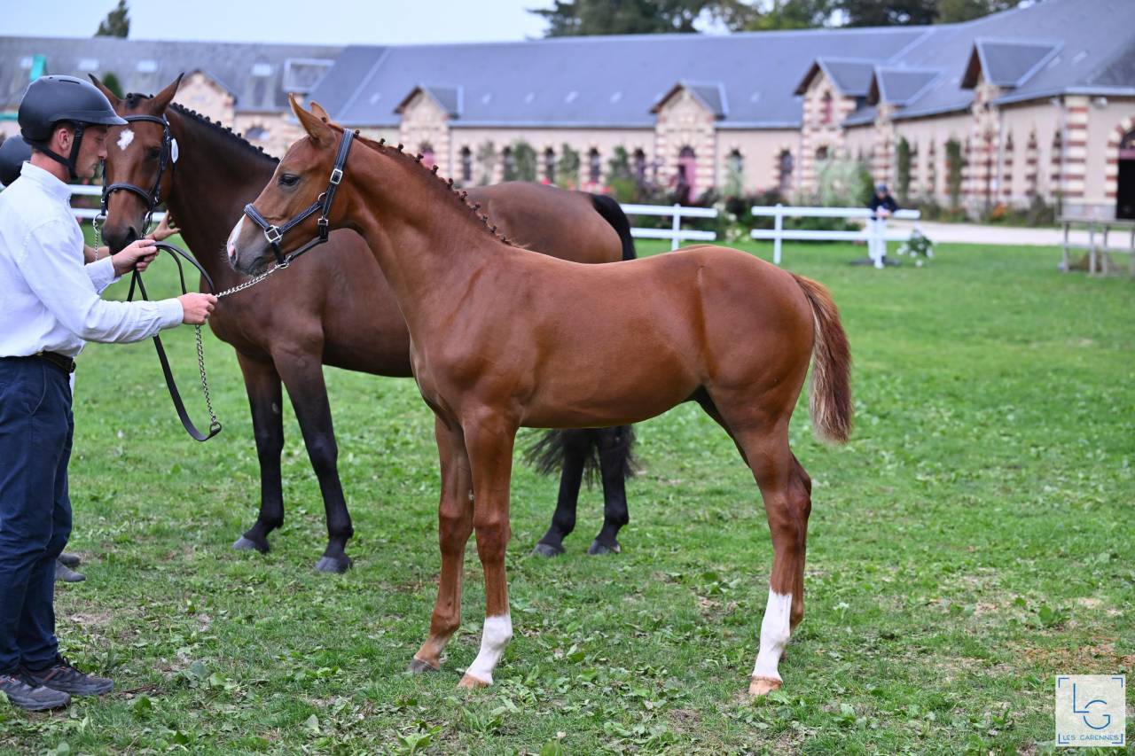 Foal alezan SF