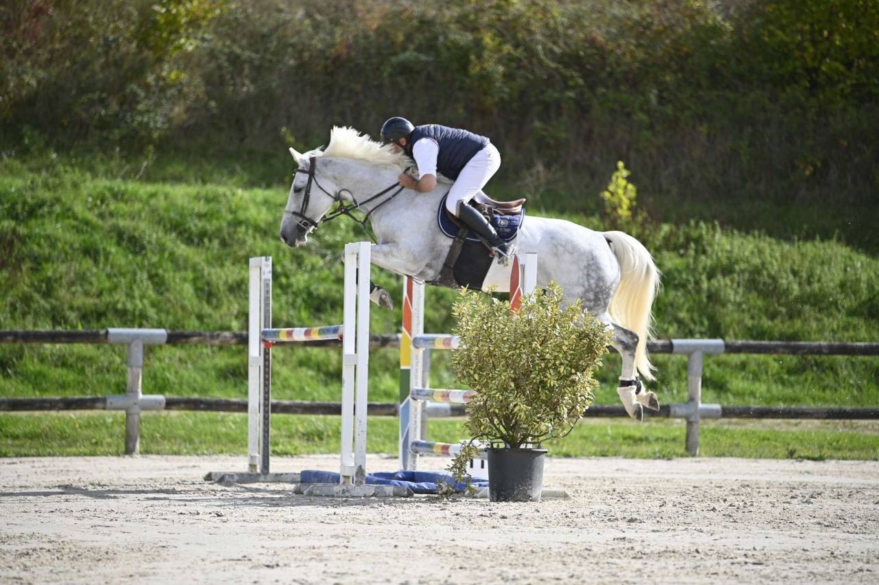 Jument de sport CSO
