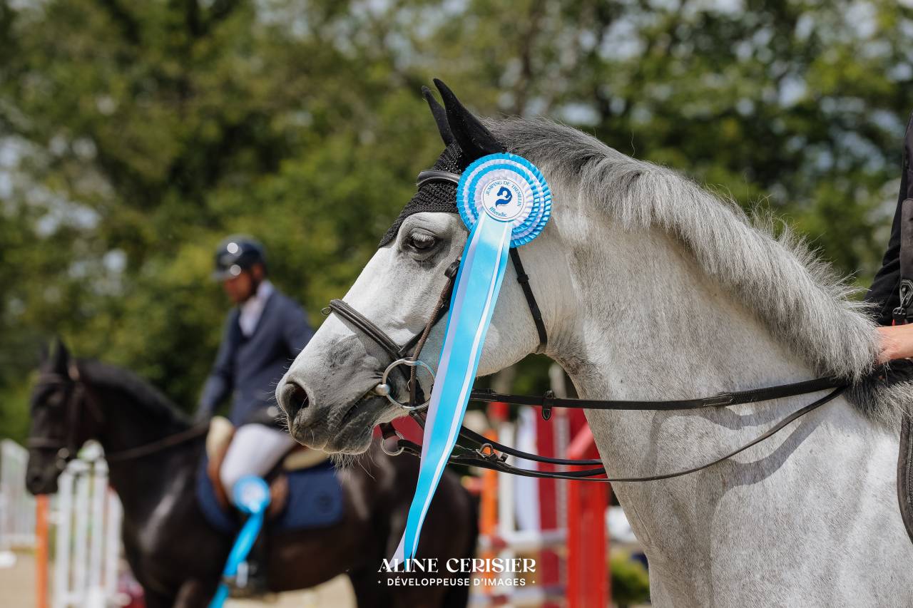 Jument 7 ans top amateur