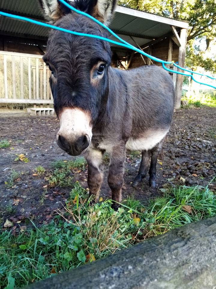 Âne miniature entier 