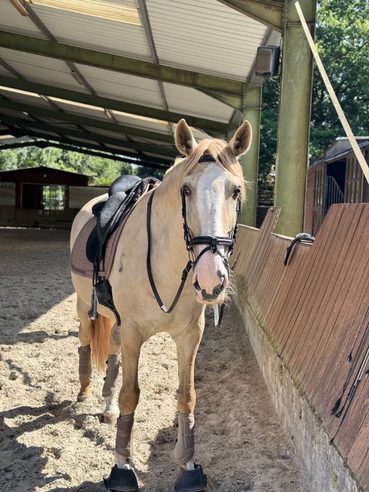 1/3 pension dressage