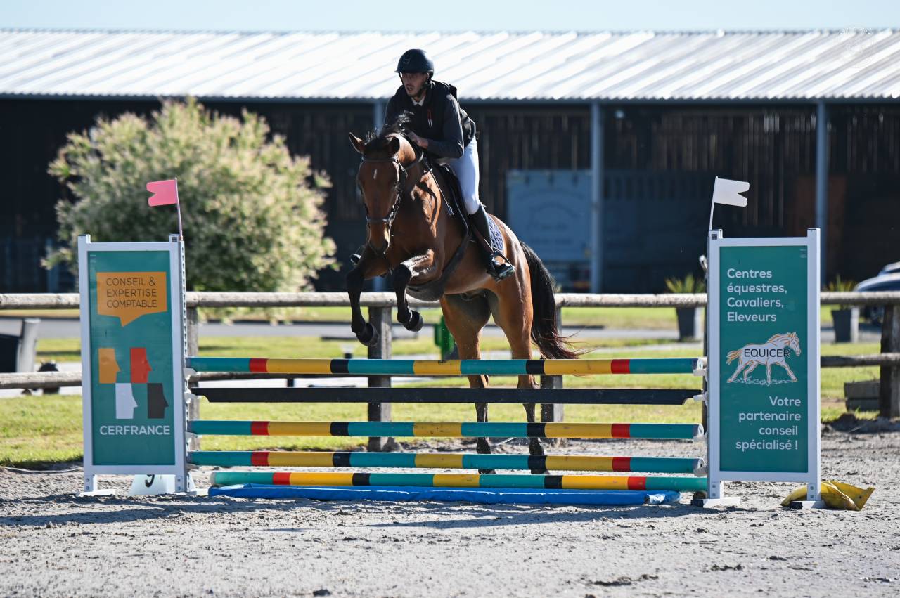 Hongre 4 ans Idéal amateurs