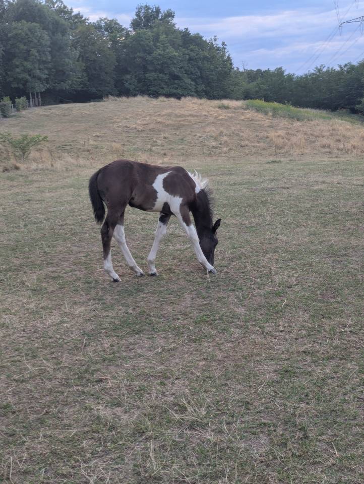 Pouliche à réserver - PHOEBE DE LA RUAT