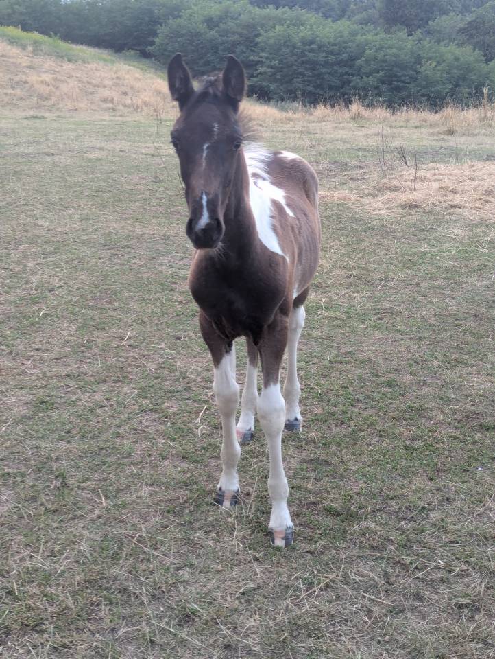 Pouliche à réserver - PHOEBE DE LA RUAT