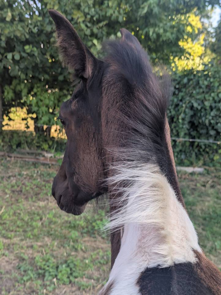 Pouliche à réserver - PHOEBE DE LA RUAT