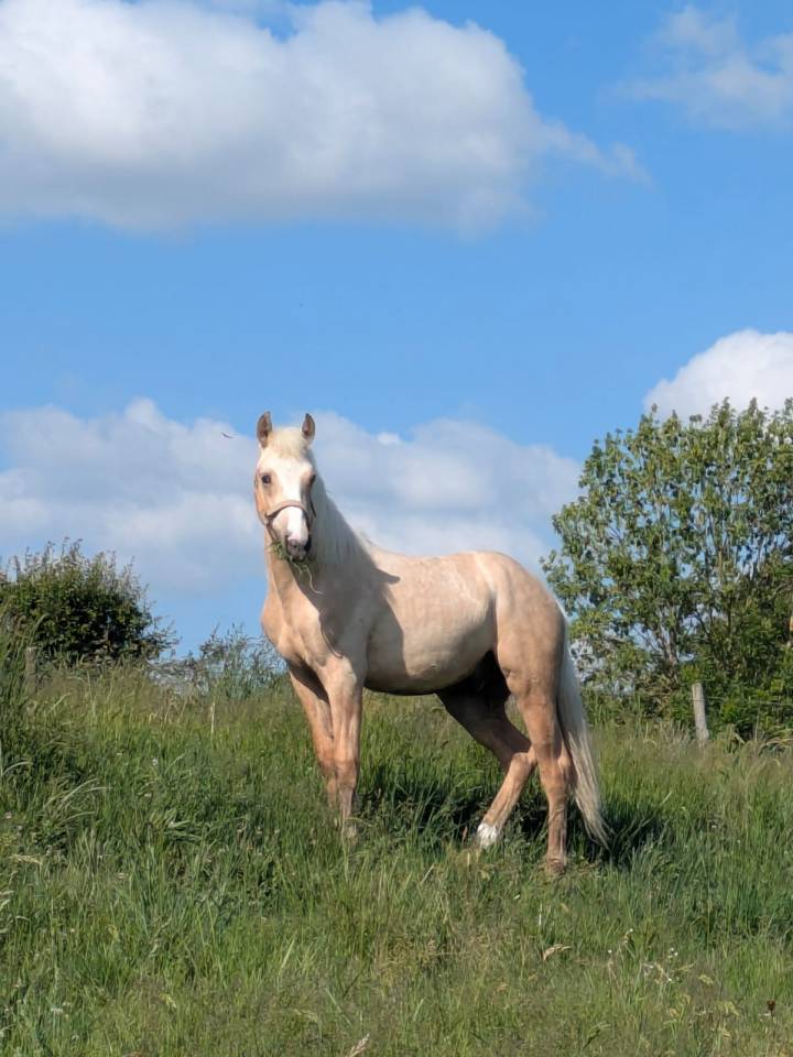 Connemara palomino 