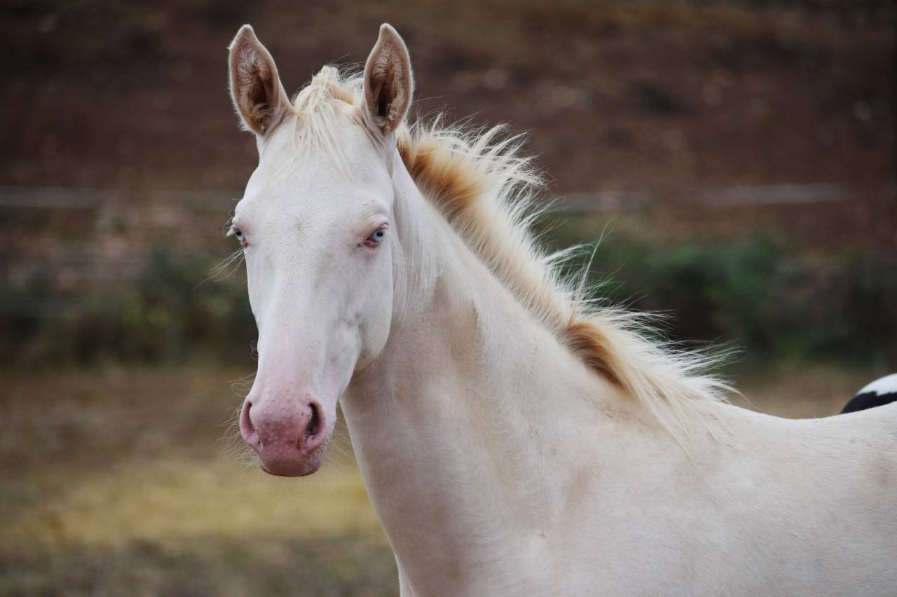 pouliche selle français perlino