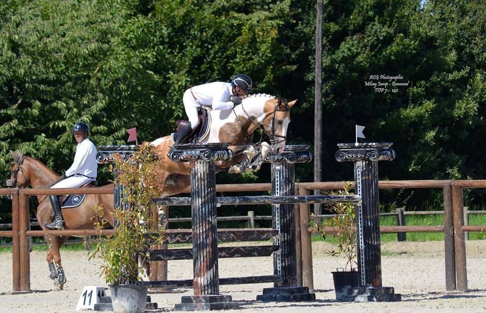 pouliche selle français perlino