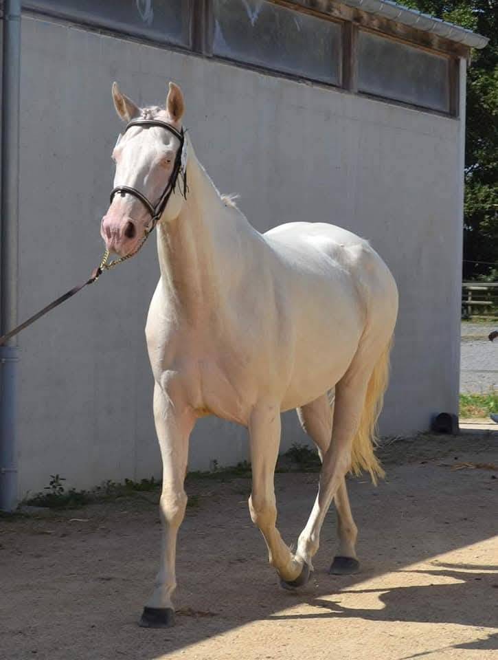 poulinière cremello labelisée selle français