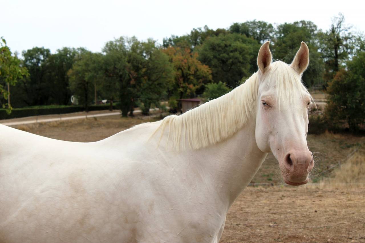 poulinière cremello labelisée selle français