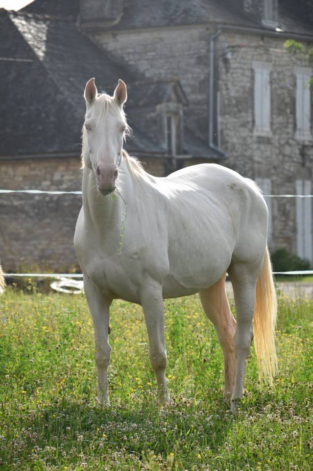 poulinière cremello labelisée selle français