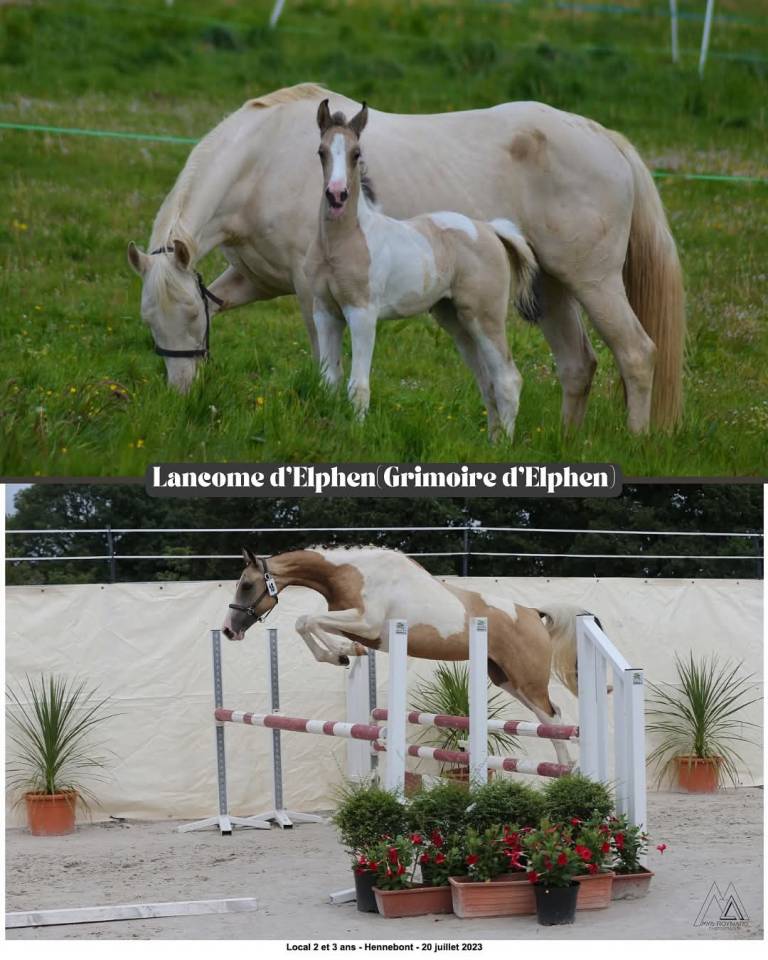 poulinière cremello labelisée selle français