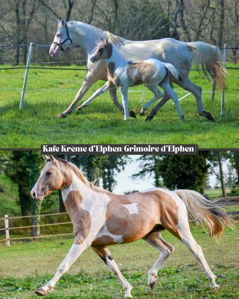 poulinière cremello labelisée selle français