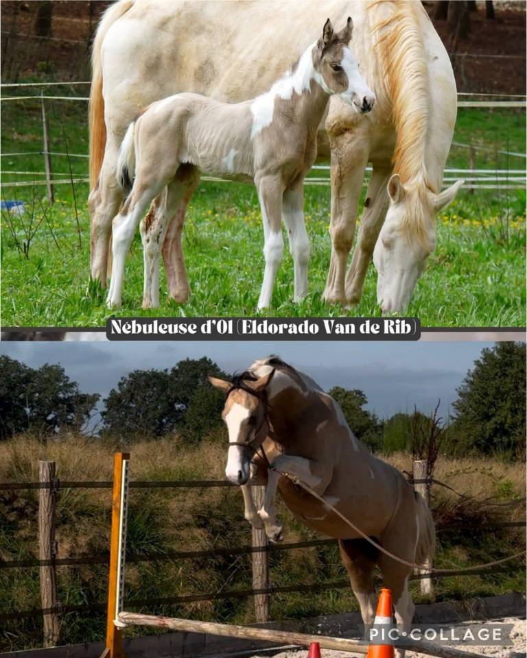 poulinière cremello labelisée selle français