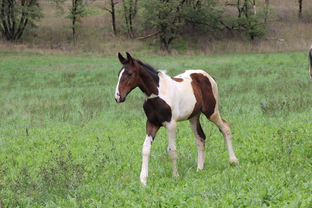 poulain SF pie par Qlassic BM X Utah van de rock