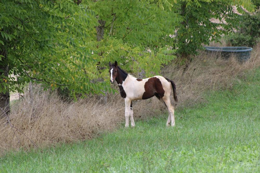 poulain SF pie par Qlassic BM X Utah van de rock