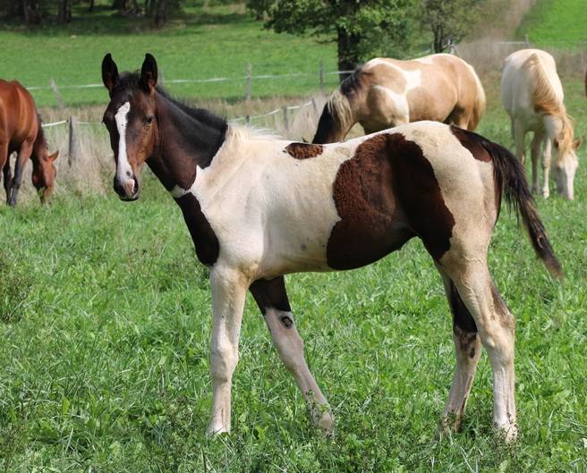 poulain SF pie par Qlassic BM X Utah van de rock