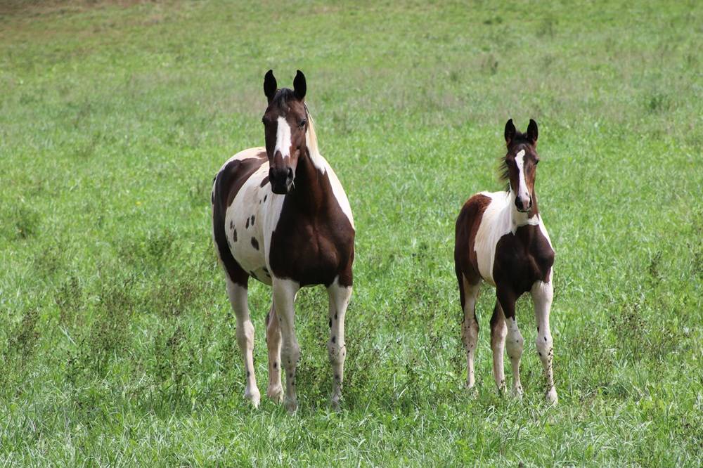 poulain SF pie par Qlassic BM X Utah van de rock