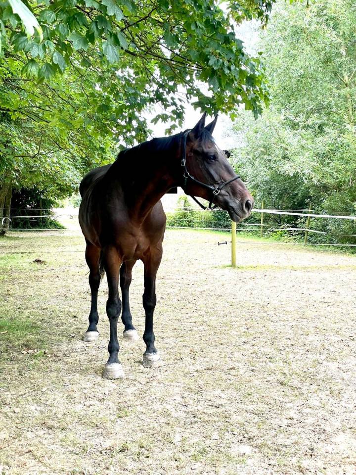 Jument Origines Connues de 17 ans