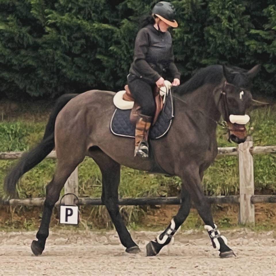 Jument Origines Connues de 17 ans