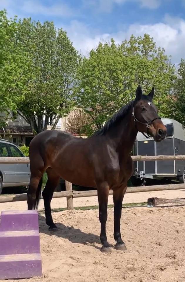 Jument Origines Connues de 17 ans