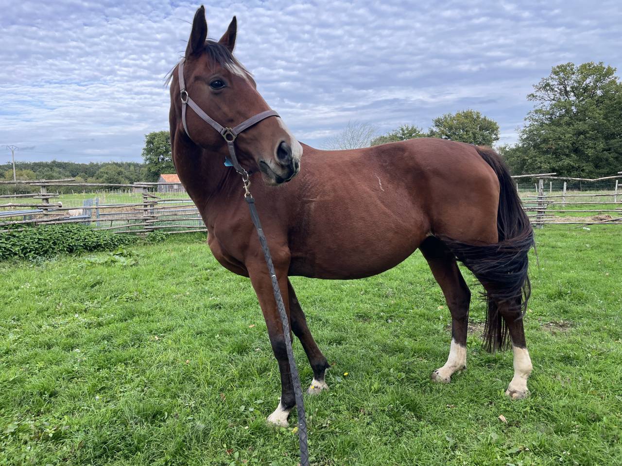 Jument AA poulinière montable 