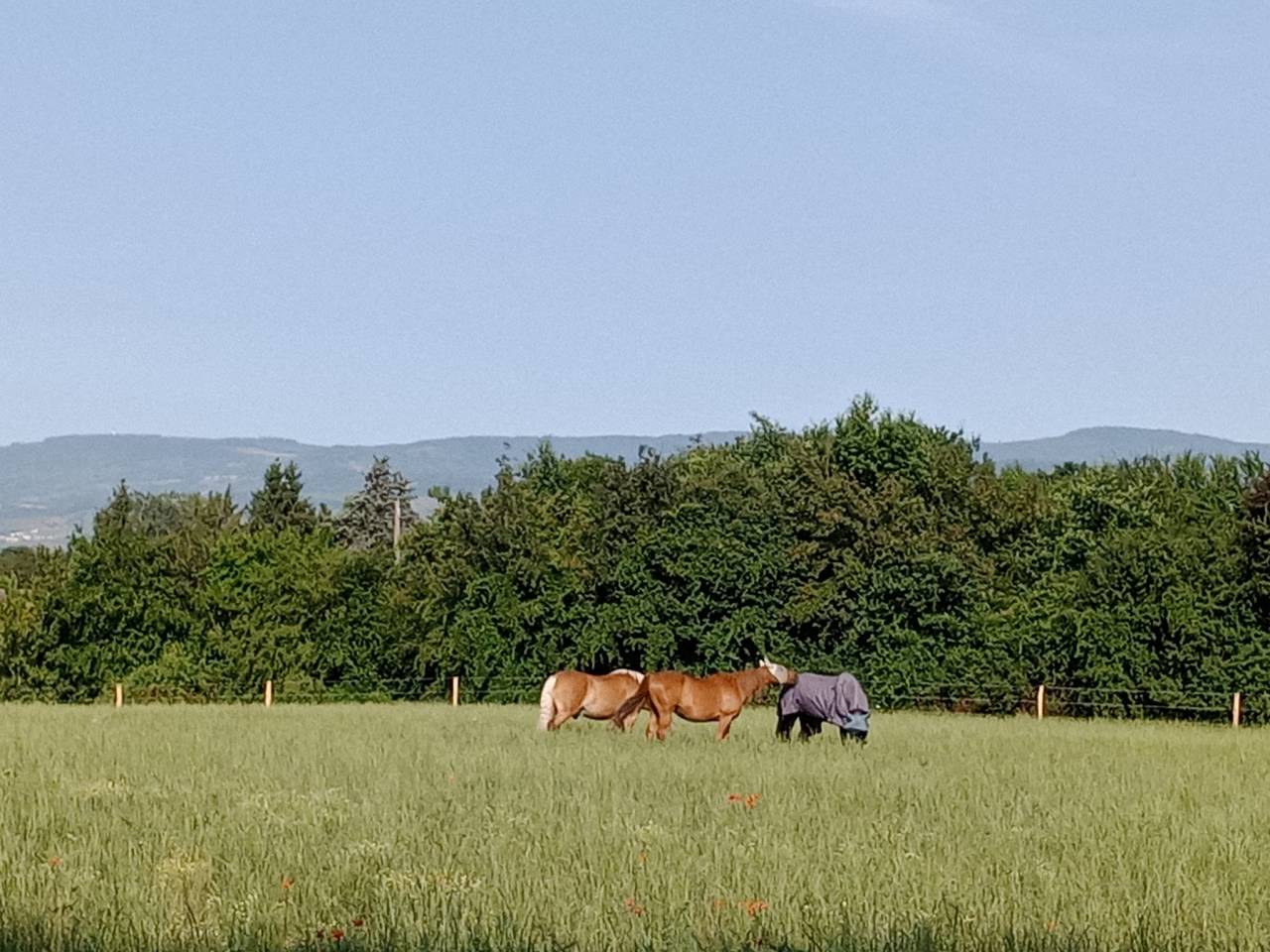 PENSION ECURIE ACTIVE