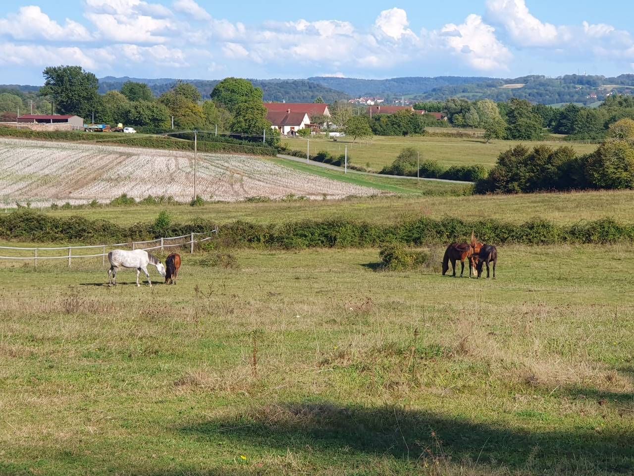 Pension chevaux Jura