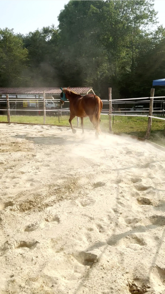 Pension chevaux Jura