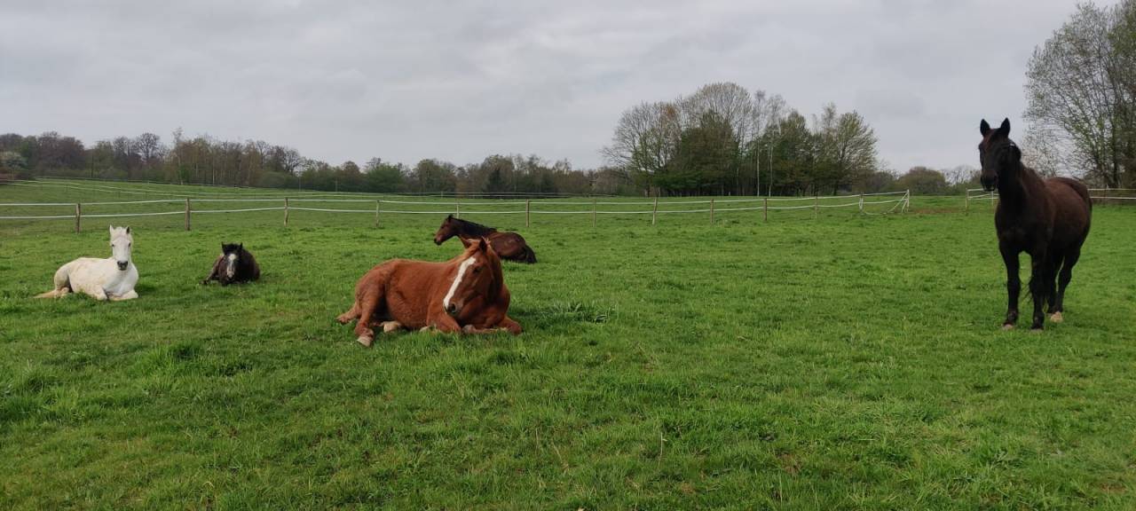 Pension chevaux Jura