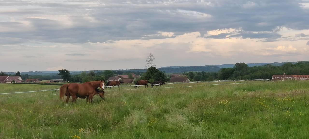 Pension chevaux Jura