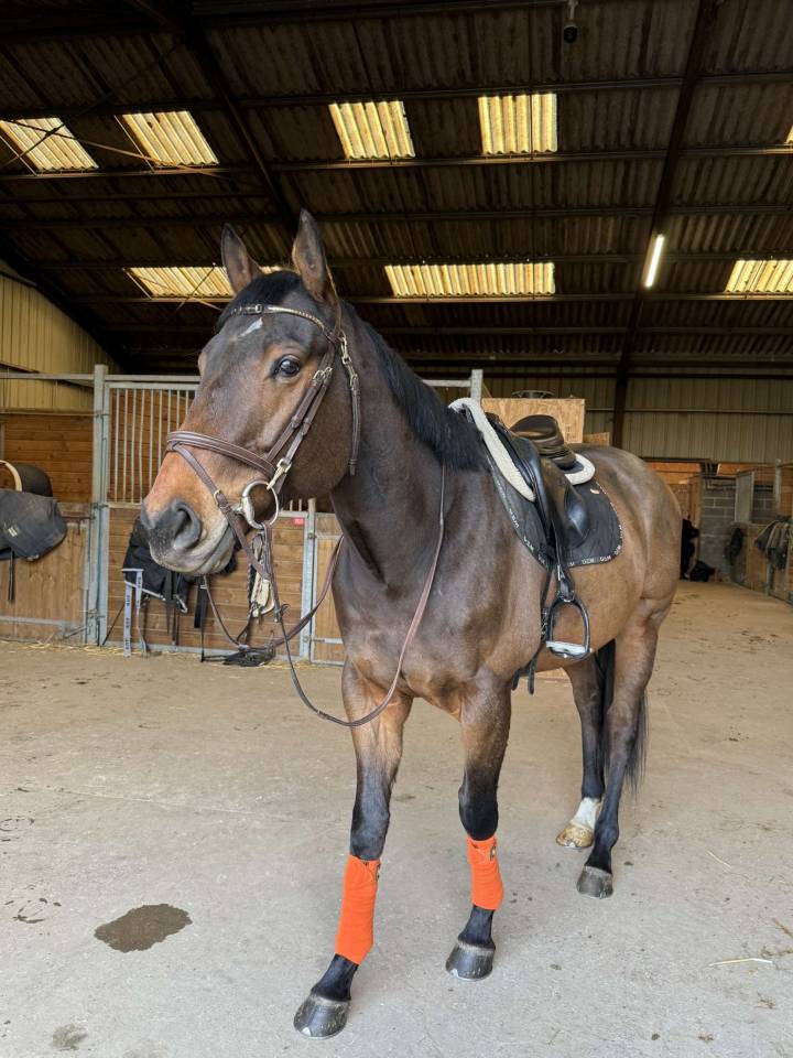 Hongre 7 ans polyvalent 