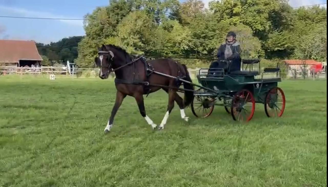 Très belle jument FM de 3 ans