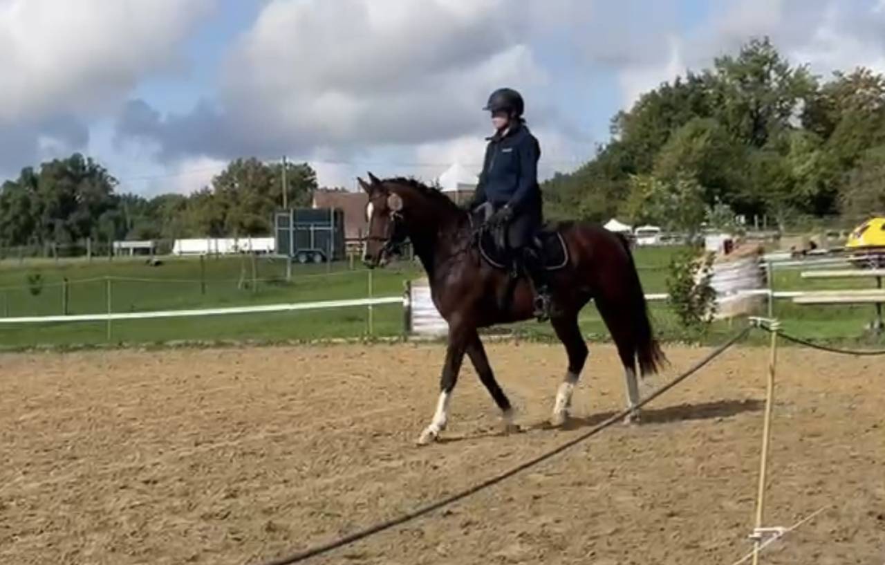 Très belle jument FM de 3 ans