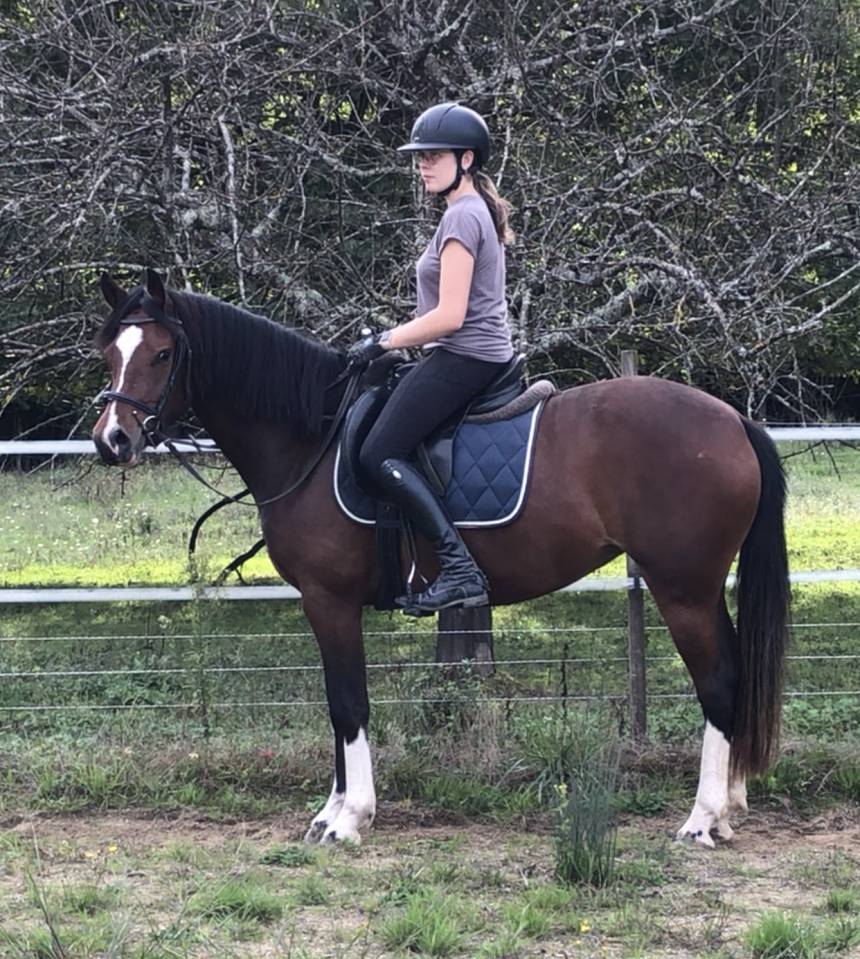 Très belle jument FM de 3 ans