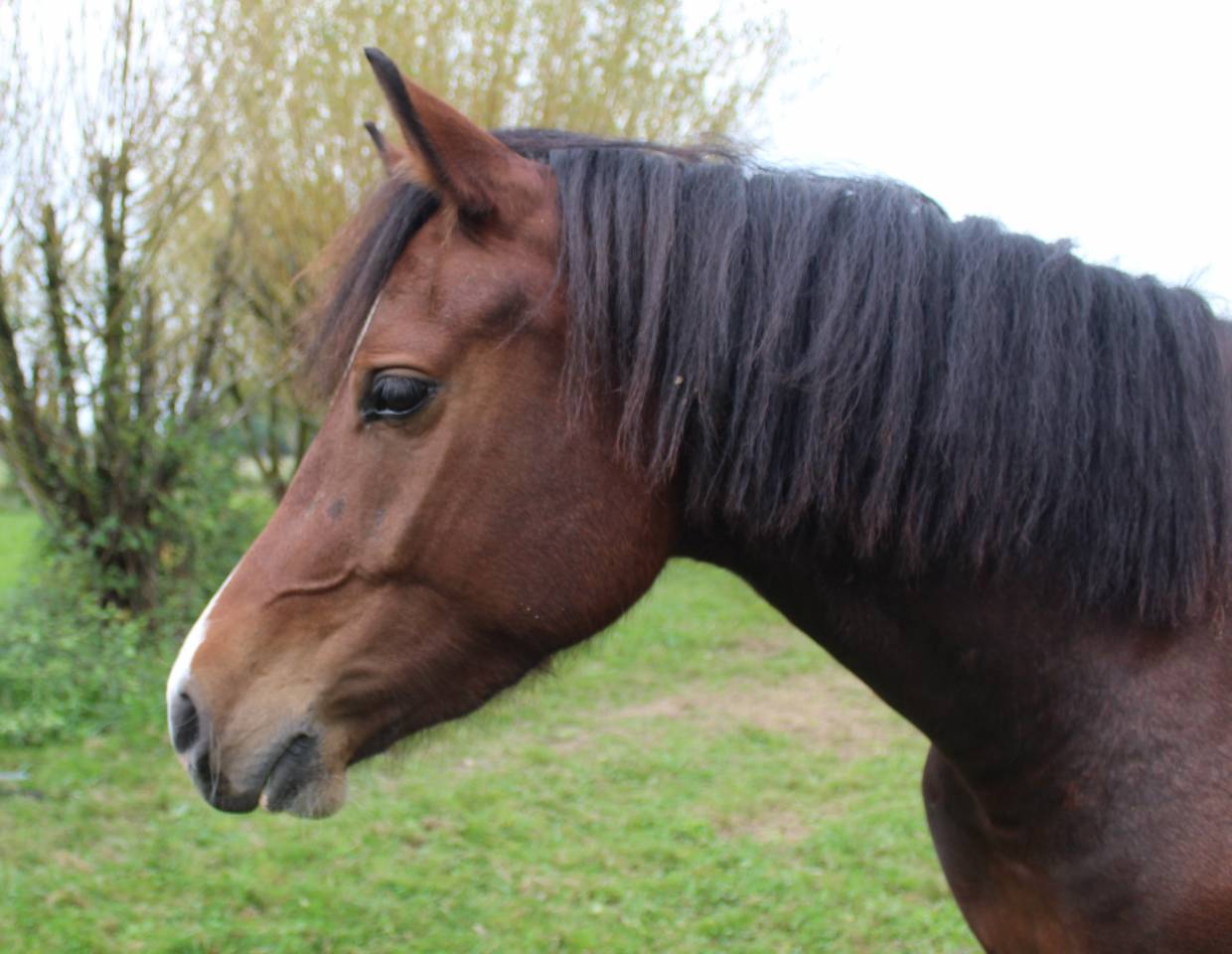 Très belle jument FM de 3 ans