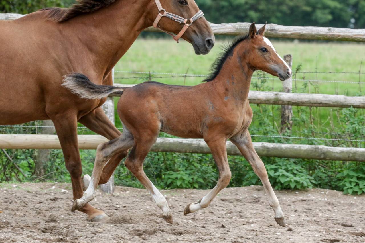POULAIN WELSH PART BRED - COOPER VD HEFFINCK