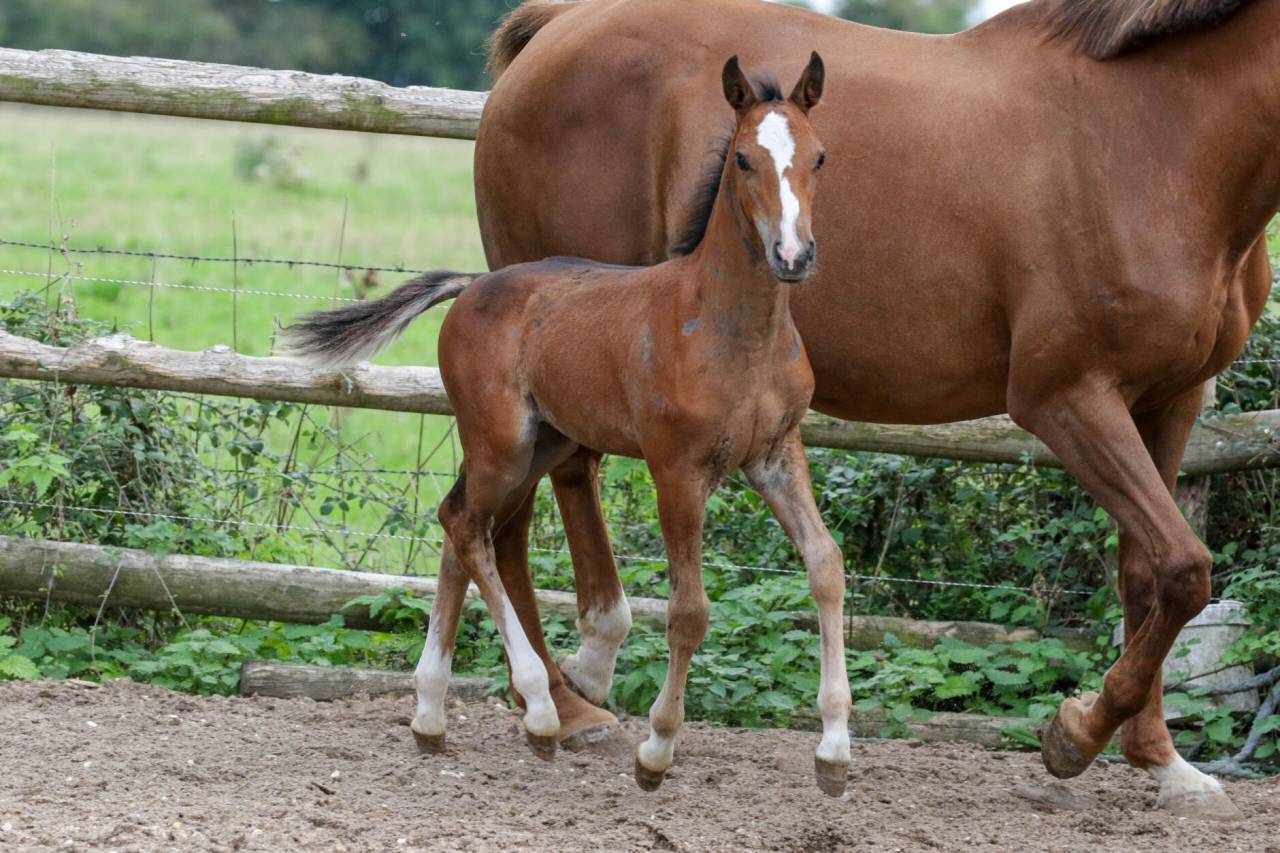 POULAIN WELSH PART BRED - COOPER VD HEFFINCK