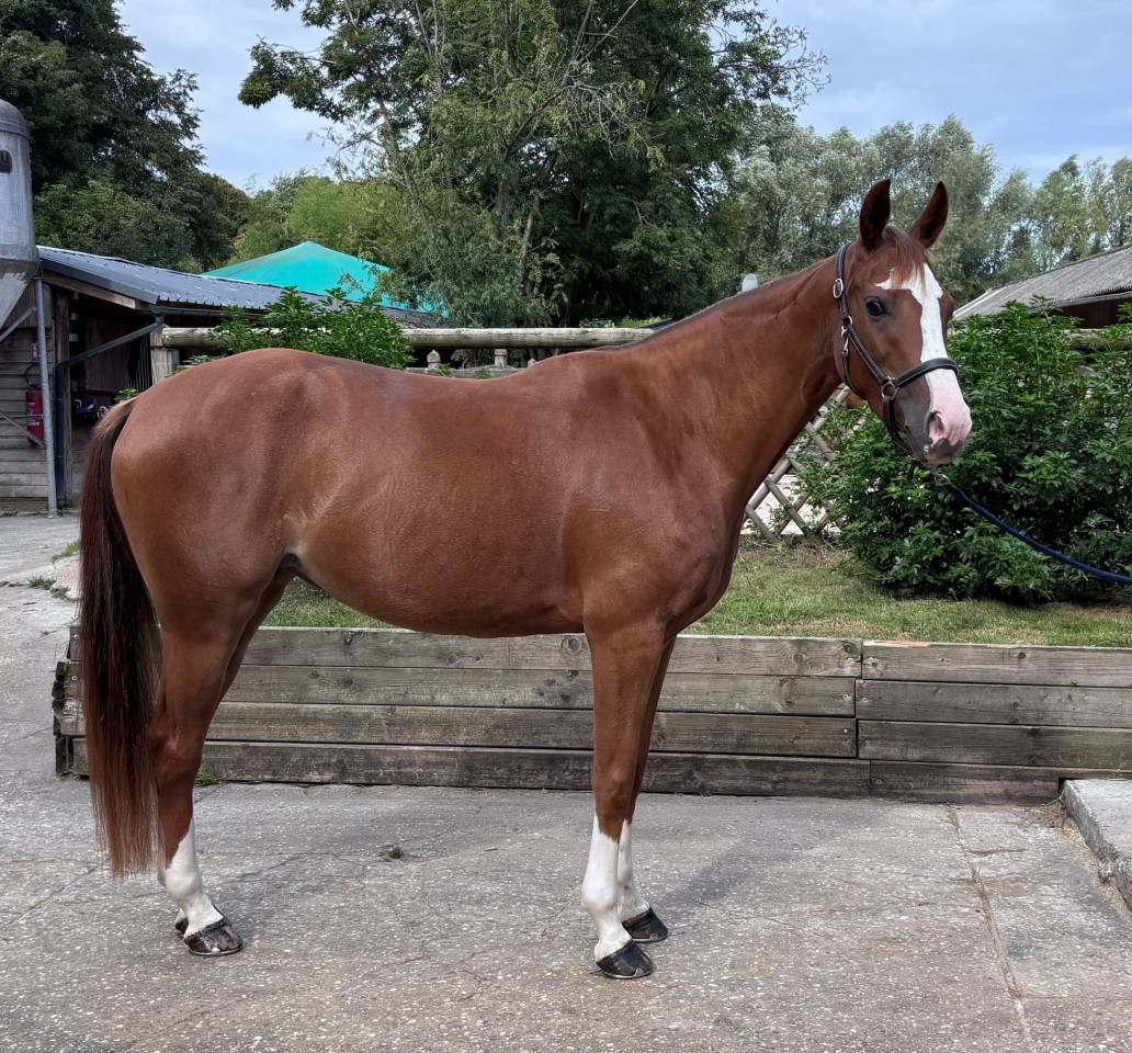 petite jument SF 4 ans 