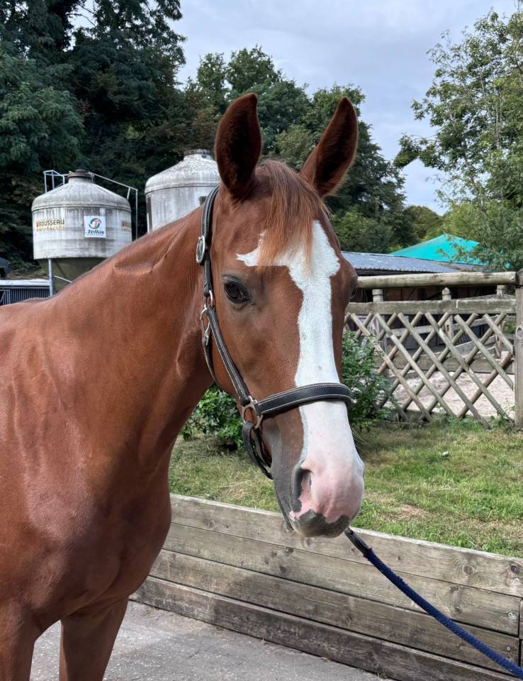 petite jument SF 4 ans 