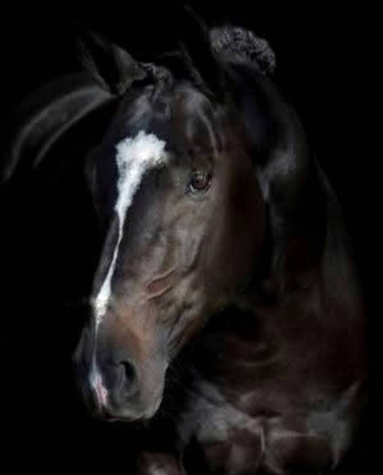 Etalon SF agréé pour reproduction