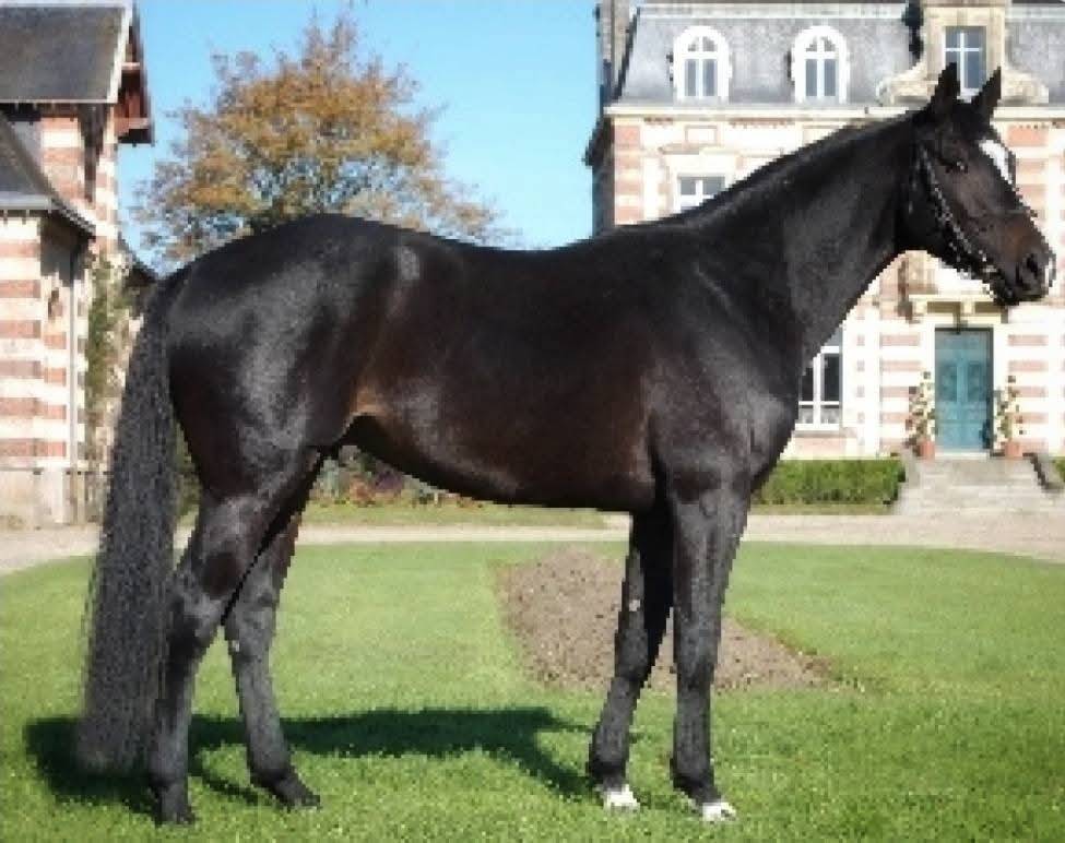 Etalon SF agréé pour reproduction