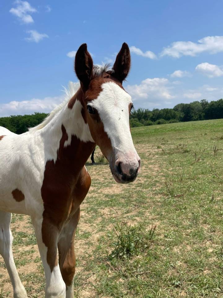 Poulain mâle 2025 cso 
